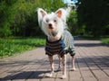 Chinese crested dog in beautiful clothes on the footpath in the Park Royalty Free Stock Photo
