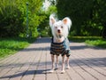Chinese crested dog in beautiful clothes on the footpath in the Park Royalty Free Stock Photo