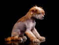 Chinese Crested dog on a black background in the studio Royalty Free Stock Photo