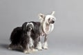 Chinese Crested Dog Couple