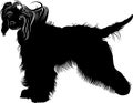 Chinese Crested dog . dogs. Chinese crested breed,black and white vector picture isolated on white background Royalty Free Stock Photo