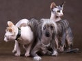Chinese Crested Dog, Don Sphynx and Peterbald Royalty Free Stock Photo