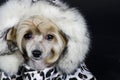 Chinese Crested dog Royalty Free Stock Photo