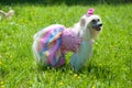 Chinese Crested Dog Royalty Free Stock Photo