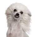 Chinese Crested Dog with hair in the wind