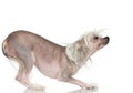 Chinese Crested Dog - Hairless