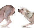 Chinese Crested Dog - Hairless Royalty Free Stock Photo