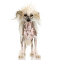 Chinese Crested Dog - Hairless