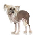 Chinese Crested Dog - Hairless