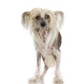 Chinese Crested Dog - Hairless