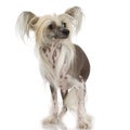 Chinese Crested Dog - Hairless Royalty Free Stock Photo