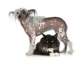 Chinese Crested Dog - Hairless and maine coon