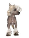 Chinese Crested Dog - Hairless puppy 3 months Royalty Free Stock Photo