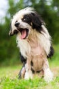 Chinese crested dog hairless yawn