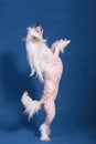 Chinese crested dog