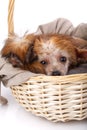 Chinese Crested dog lies on a cloth in a wicker basket on a white background.