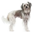 Chinese Crested Dog, 11 months old, standing in front of white b Royalty Free Stock Photo