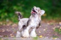 Chinese crested dog Royalty Free Stock Photo