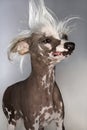 Chinese Crested dog portrait.