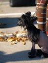 Chinese Crested Dog portrait Royalty Free Stock Photo