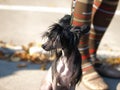 Chinese Crested Dog portrait Royalty Free Stock Photo