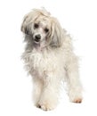 Chinese Crested Dog - Powderpuff (1 year old) Royalty Free Stock Photo