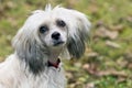 Chinese Crested Dog - Powderpuff Royalty Free Stock Photo