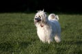 Chinese Crested Dog - Powderpuff Royalty Free Stock Photo