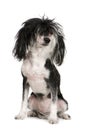 Chinese Crested Dog - Powderpuff (4 years) Royalty Free Stock Photo