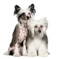 Chinese Crested Dog - Powderpuff Royalty Free Stock Photo
