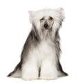 Chinese Crested Dog - Powderpuff Royalty Free Stock Photo