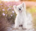 Chinese Crested Dog Powderpuff Royalty Free Stock Photo