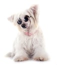 Chinese Crested Dog Powderpuff Royalty Free Stock Photo