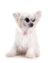 Chinese Crested Dog Powderpuff Royalty Free Stock Photo