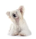 Chinese Crested Dog Powderpuff Royalty Free Stock Photo