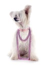 Chinese Crested Dog Powderpuff Royalty Free Stock Photo