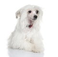 Chinese Crested Dog - Powderpuff 5 months Royalty Free Stock Photo