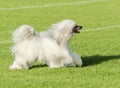 Chinese Crested dog (Powderpuff) Royalty Free Stock Photo