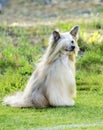 Chinese Crested dog (Powderpuff) Royalty Free Stock Photo