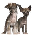 Chinese Crested Dog puppies, 2 months old