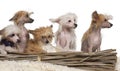 Chinese Crested Dog puppies, 4 months old Royalty Free Stock Photo