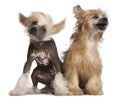 Chinese Crested Dog puppy Royalty Free Stock Photo