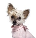 Chinese Crested Dog puppy, 4 months old Royalty Free Stock Photo