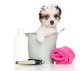 Chinese Crested dog puppy after a bath Royalty Free Stock Photo