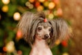 Chinese crested dog puppy in front view Royalty Free Stock Photo