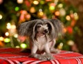 Chinese crested dog puppy lying in front Royalty Free Stock Photo