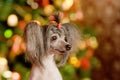 Chinese crested dog puppy in profile Royalty Free Stock Photo