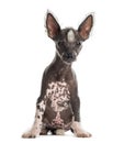 Chinese crested dog puppy sitting Royalty Free Stock Photo
