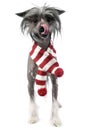 Chinese Crested Dog with scraf in a white studio