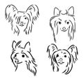 Chinese crested dog set, vector sketch chinese crested vector